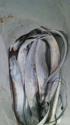 岸和田一文字　ウキ釣りでタチウオ〜80cm…