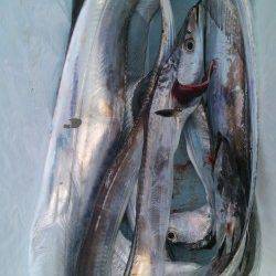 岸和田一文字　ウキ釣り＆引き釣りでタチウオ狙える