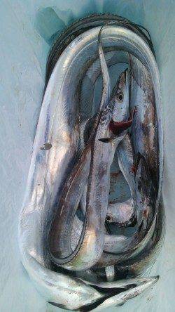 岸和田一文字　ウキ釣り＆引き釣りでタチウオ狙える