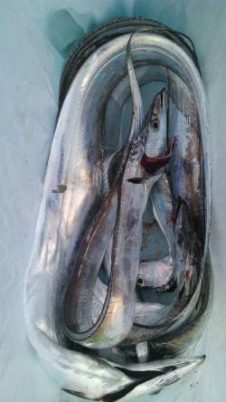 岸和田一文字　ウキ釣り＆引き釣りでタチウオ…