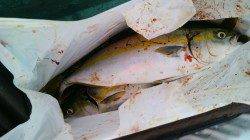 岸和田一文字　ウキ釣りでツバス＆スズキ