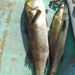 岸和田一文字　ウキ釣りでツバス＆スズキ