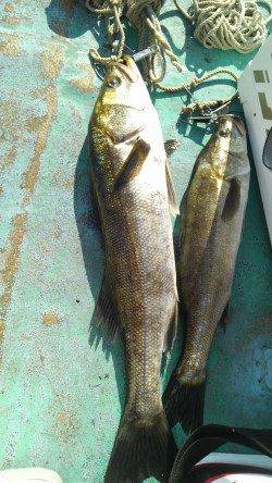 岸和田一文字　ウキ釣りでツバス＆スズキ