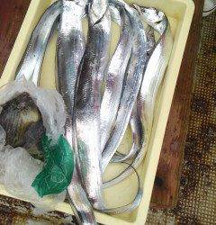 タチウオ釣れています！岸和田沖一文字釣果