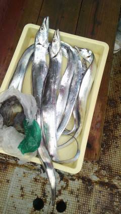 タチウオ釣れています！岸和田沖一文字釣果