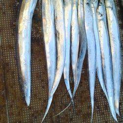 岸和田一文字　朝のタチウオ狙いは好調☆