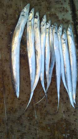 岸和田一文字　朝のタチウオ狙いは好調☆