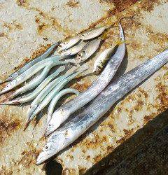 渡船を使ってのタチウオ釣り〜好釣中〜