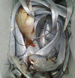 岸和田一文字　タチウオの他グレも楽しめる