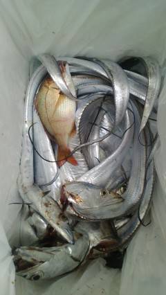 岸和田一文字　タチウオの他グレも楽しめる