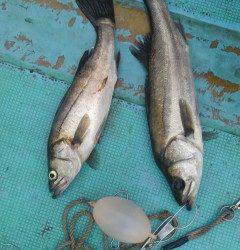 エビ撒き釣りでスズキ68cm！旧の白灯台他