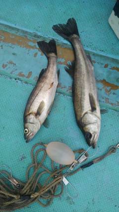 エビ撒き釣りでスズキ68cm！旧の白灯台他