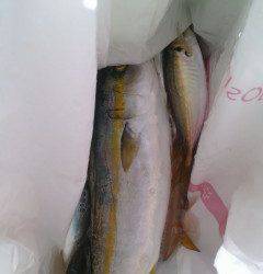 沖の北、アジの飲ませ釣りでツバス・サビキでアジ大漁♪