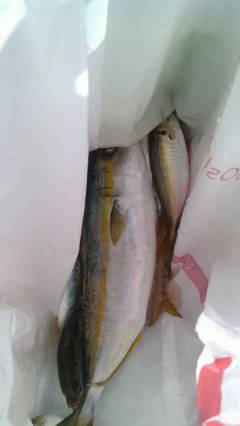 沖の北、アジの飲ませ釣りでツバス・サビキで…