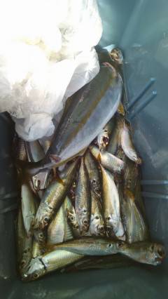 沖の北、アジの飲ませ釣りでツバス・サビキでアジ大漁♪