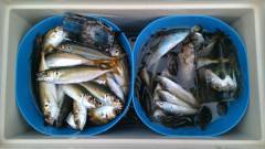 沖一文字白灯・沖の北　サビキ好調、アジ100匹オーバー♪