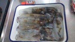 伊根　早朝からのエギングでアオリイカ狙い　3連チャンもアリ