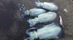 天橋立で今秋最大 21センチのアオリイカ