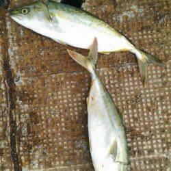 岸和田一文字　のませでツバス＆サワラ80cm