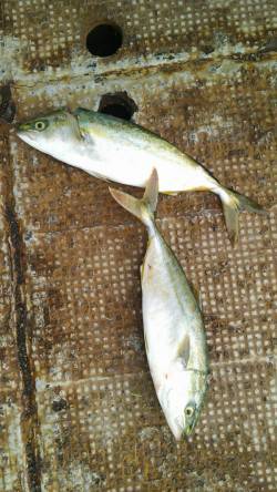 岸和田一文字　のませでツバス＆サワラ80c…