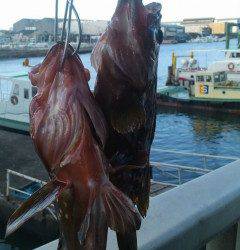 旧の赤灯台・沖の一文字でアコウあがってます