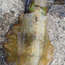 獅子　濁りのある中でのエギングでアオリイカ狙い