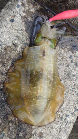 獅子　濁りのある中でのエギングでアオリイカ…