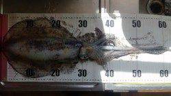 蒲入で朝から昼までエギング釣行