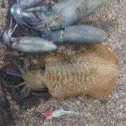 養老でのディエギング