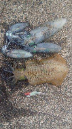 養老でのディエギング