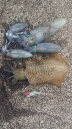 養老でのディエギング