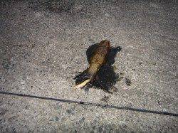 伊根エリア　エギング朝間詰め勝負