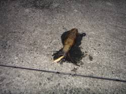 伊根エリア　エギング朝間詰め勝負