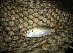 貝塚、23時からの1時間アジング釣果