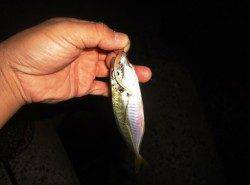 貝塚、23時からの1時間アジング釣果