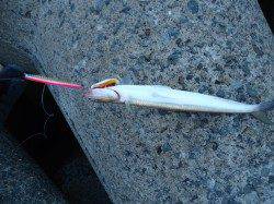 貝塚、最近はルアーへの反応が悪い・・・