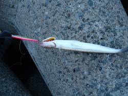 貝塚、最近はルアーへの反応が悪い・・・