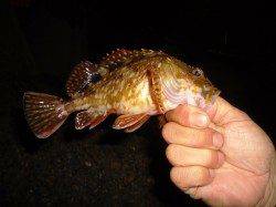 貝塚エリアでアジング&ガシリング