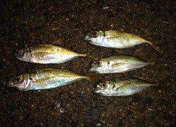 貝塚エリアでアジング&ガシリング