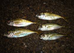 貝塚エリアでアジング&ガシリング