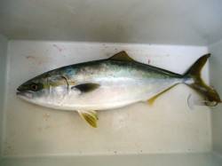 貝塚、ベイトを補食するツバスをトップでキャ…