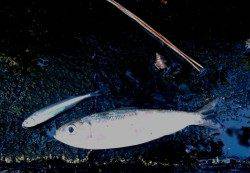 貝塚、ベイトを補食するツバスをトップでキャッチ！