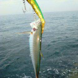 貝塚　イワシの群れにルアーを投げるもアジ…