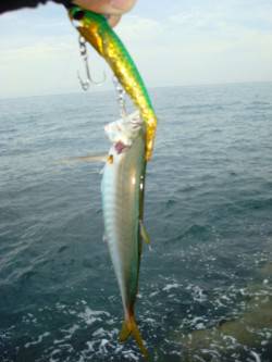 貝塚　イワシの群れにルアーを投げるもアジ……