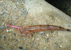 貝塚　イワシの群れにルアーを投げるもアジ…