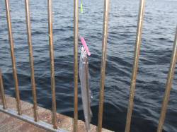 南芦屋浜のタチウオワインド　夕マヅメに時合…