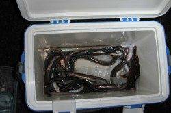 兵庫突堤　ちょい投げでアナゴ数釣り！ワインドのタチウオは不発