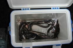 兵庫突堤　ちょい投げでアナゴ数釣り！ワイン…