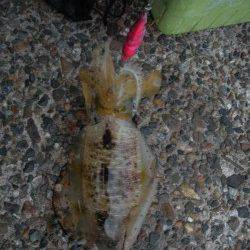 伊根青島　朝一のエギングで4ハイ　アコウも7匹☆