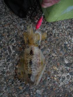 伊根青島　朝一のエギングで4ハイ　アコウも…